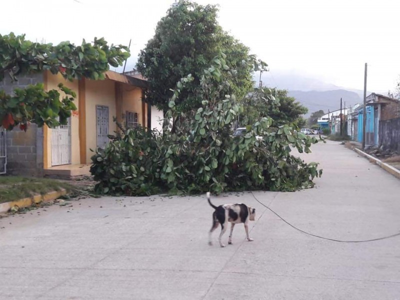 Rachas de viento ocasionan afectaciones en Tonalá