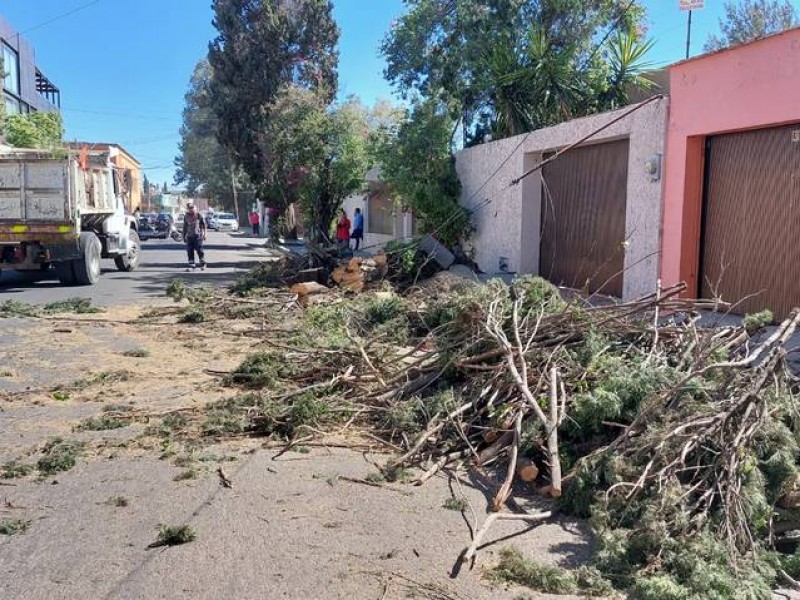 Ráfagas de viento tiran árboles y espectaculares en Durango