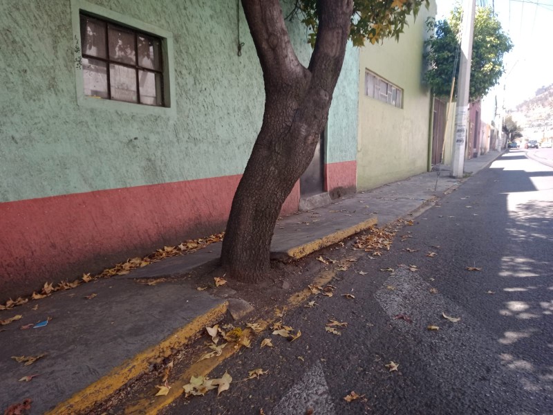 Raíces de árboles dañan banqueta y casa en Toluca