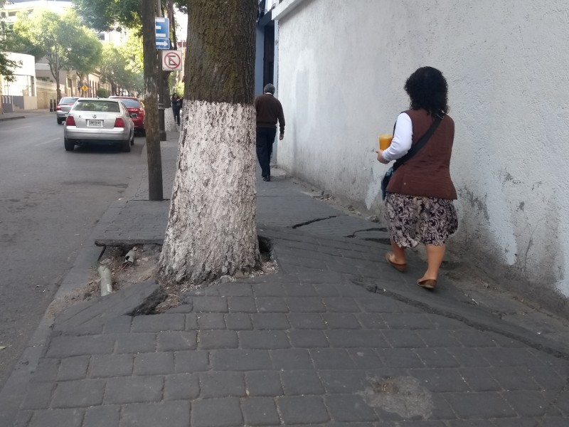 Raíces de árboles provocan levantamiento de banquetas