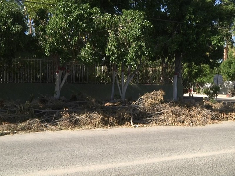 Ramas y hojas se acumulan en la col. Guerrero