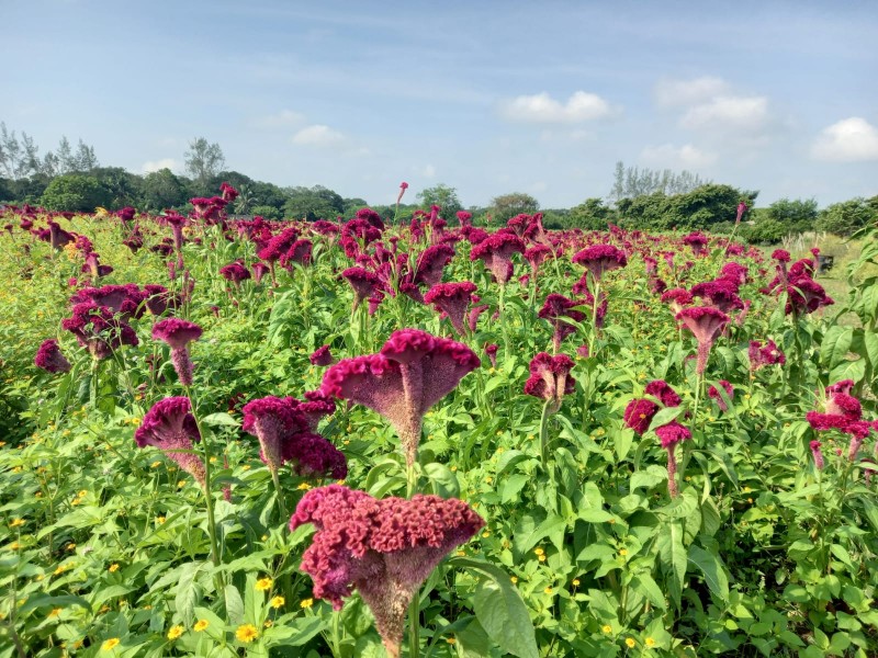 Rancho del Padre se tiñe de violeta y naranja