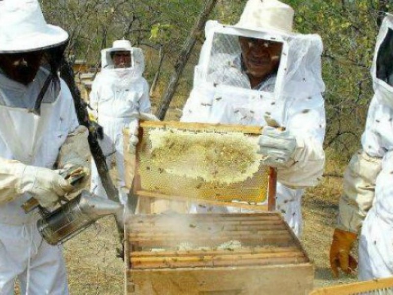 Raquíticos apoyos a apicultores michoacanos