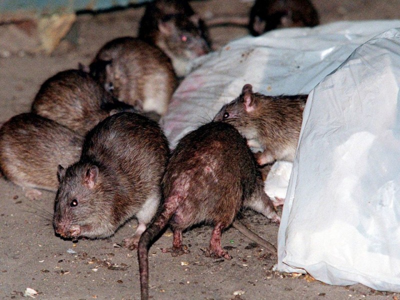 Ratas en el parque de Tehuacán podrían traer enfermedades