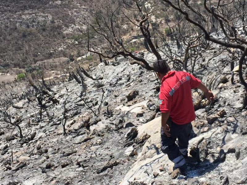 RBTC suma 100 hectáreas dañadas por incendios forestales