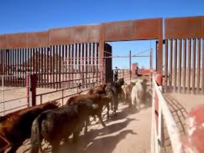Sonora, primer estado que ya puede exportar ganado a E.U.