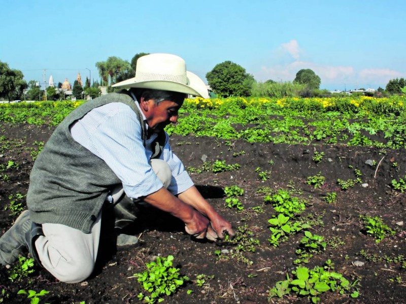 Reactivan Censo Agropecuario tras paso del Huracán Orlene en Nayarit