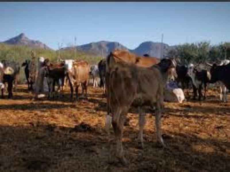 Reactivan comercialización de ganado en Sinaloa