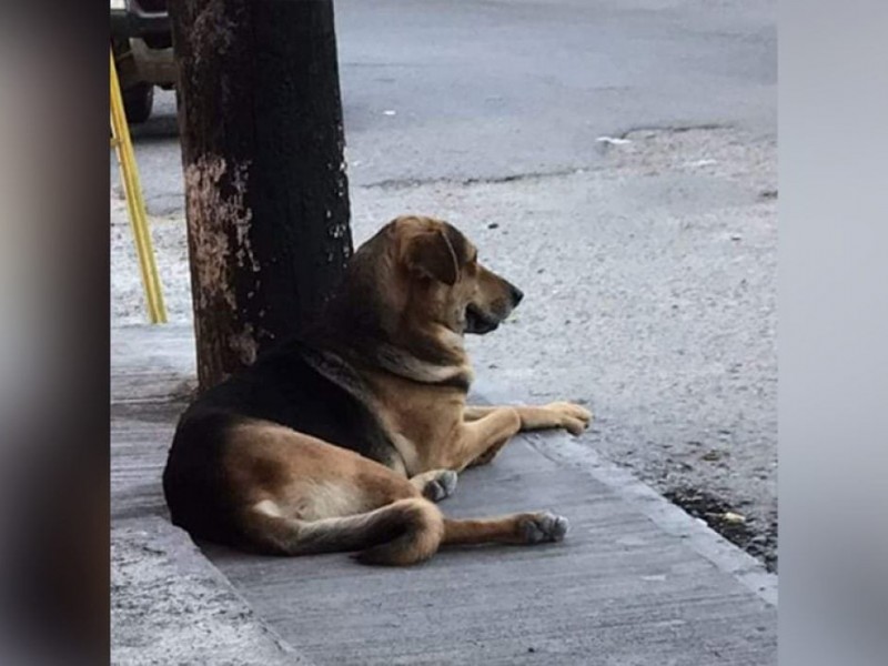 Reactivan juicio a presunto asesino del perro 