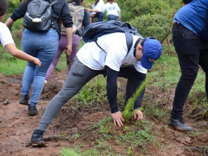 Realiza fundación local reforestación en la meseta purépecha