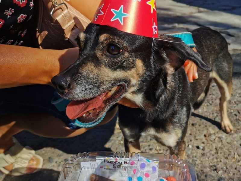 Realiza mujer emprendedora proyecto de fiestas para perros.