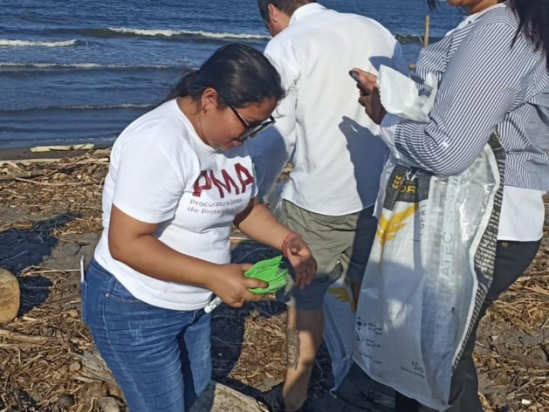 Realiza PMA jornadas de limpieza en playas