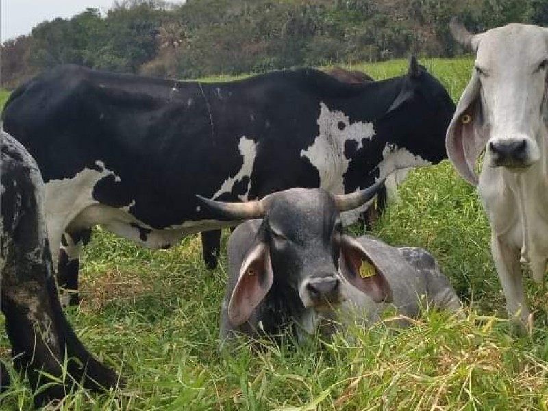 Realizan análisis a vacas para detectar enfermedades