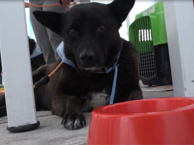 Realizan campaña de recolección de croquetas, apoyo a perros en situación callejera