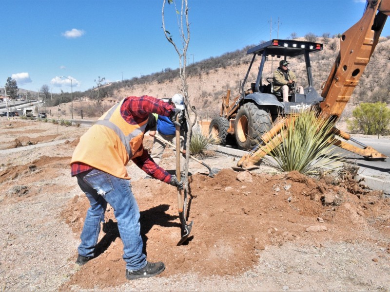 Realizan campaña de reforestación en la mesa