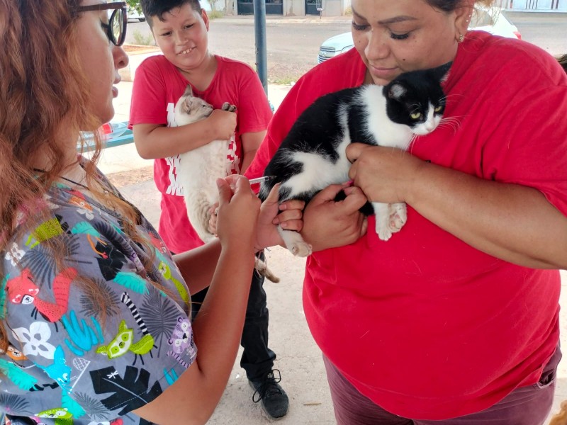 Realizan campaña de vacunacion antirrabicas a colonias del sur