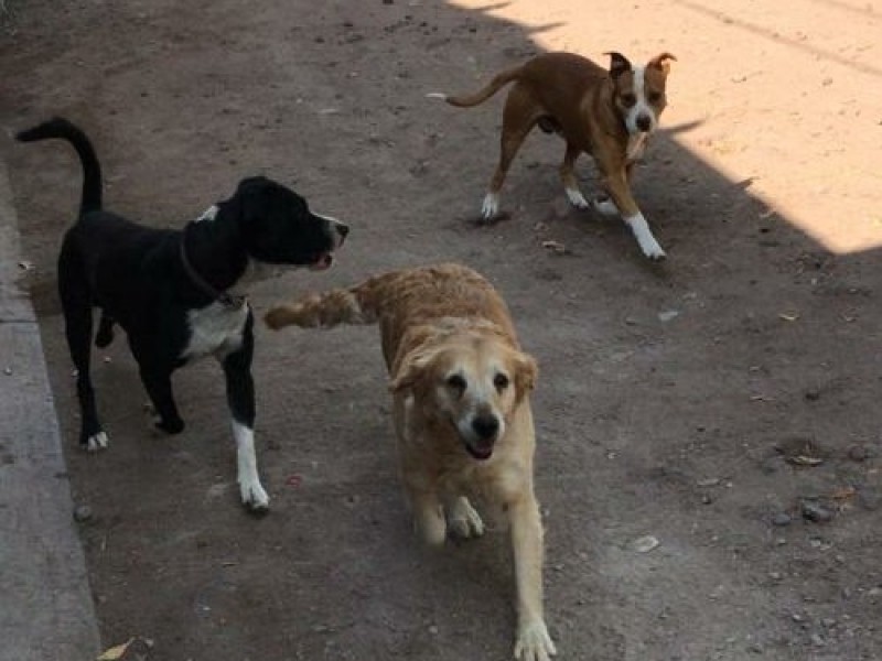 Realizan campañas de esterilización gratuitas para mascotas