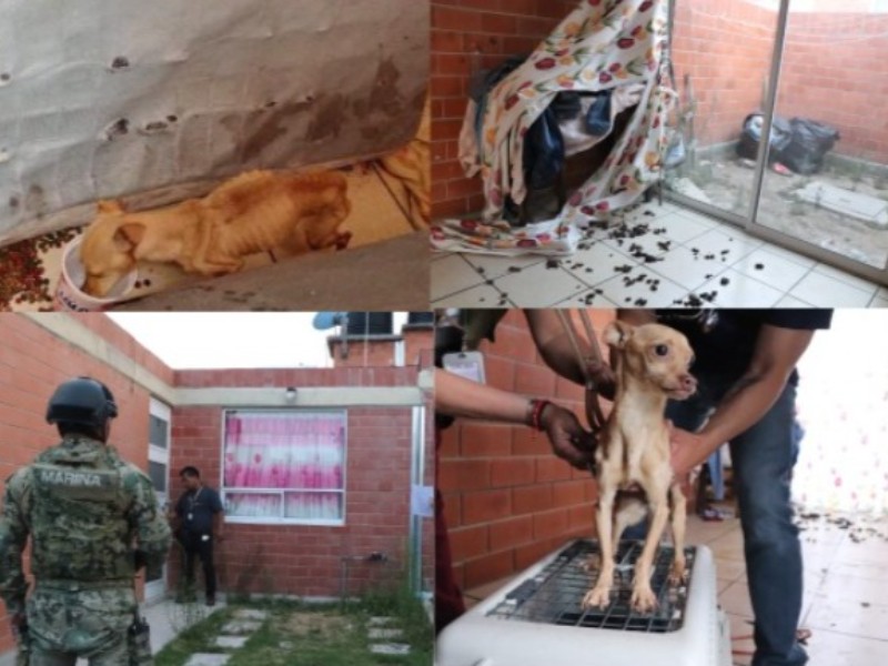 Realizan cateo de seres sintientes en Texmelucan