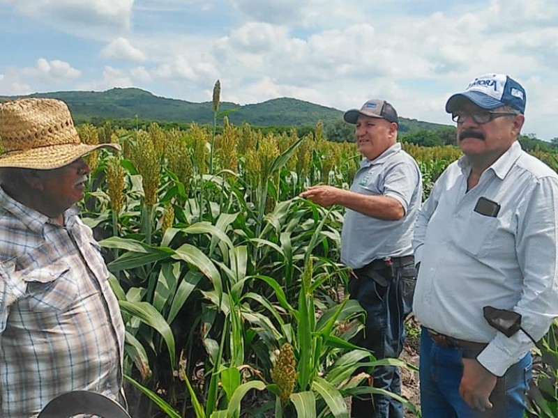 Realizan control de plagas en cultivos de sorgo