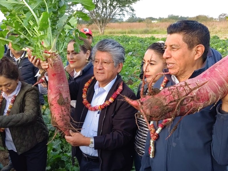 Realizan cosecha para tradicional Noche de Rábanos, edición 125