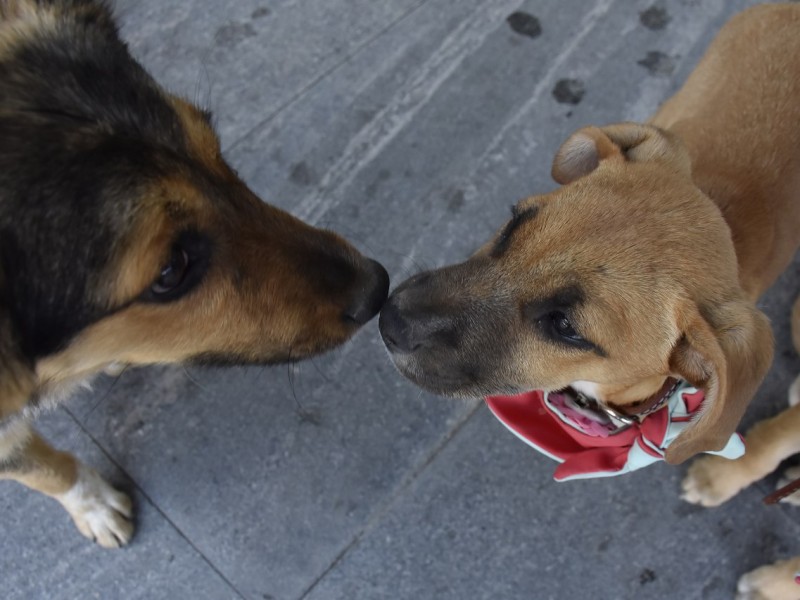 Realizan en Corregidora 2° edición de Patitas Adoptables