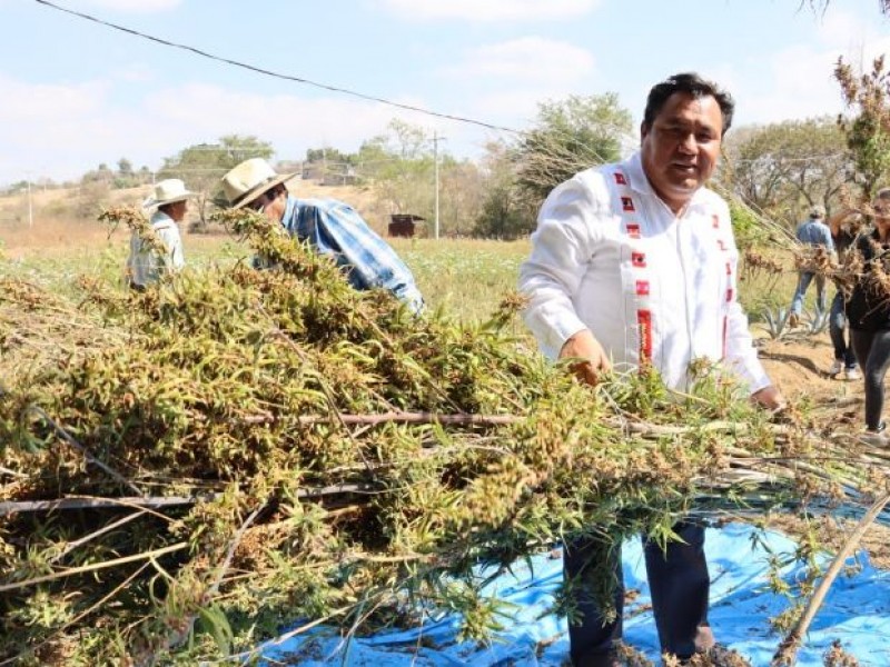 Realizan en Oaxaca primer cosecha de cannabis para uso industrial