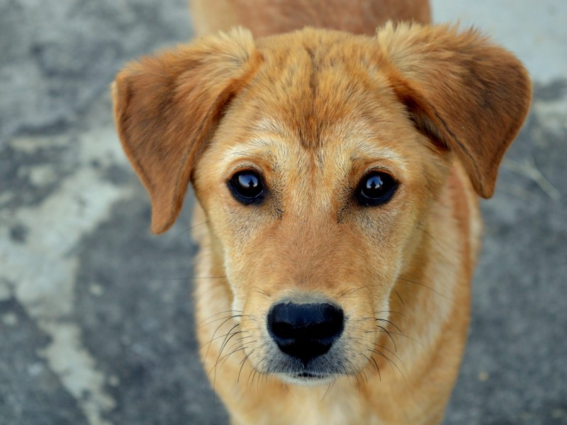 Realizan esterilización canina en Sahuayo