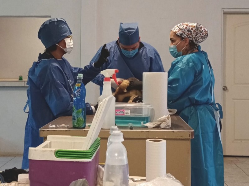 Realizan esterilización de mascotas en el valle de SLRC.