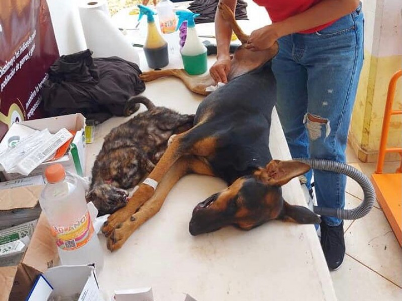 Realizan esterilización de perros y gatos gratuitas