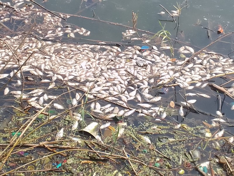 Realizan estudios a peces muertos en Puente Moreno