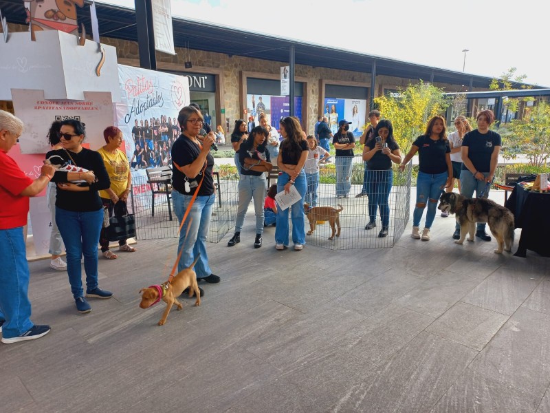 Realizan jornada de adopoción canina