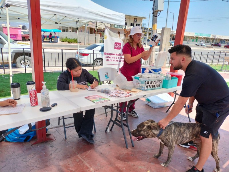 Realizan jornada de desparasitación y vacunación antirrábica en Guaymas Norte