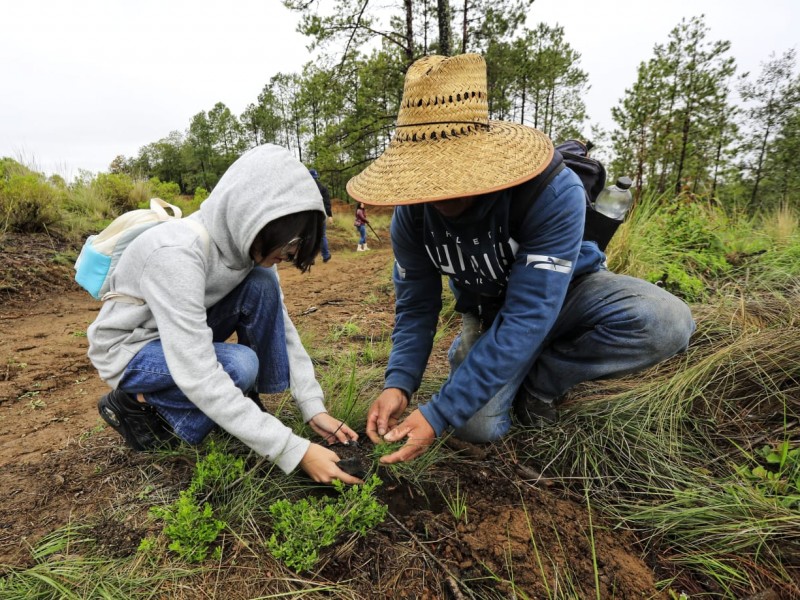 Realizan jornada de reforestación en ejido de Perote