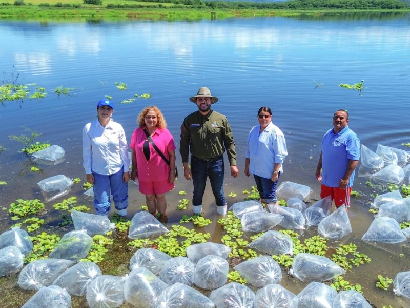 Realizan Jornada de Siembra de Alevines en Presa El Salto en Elota