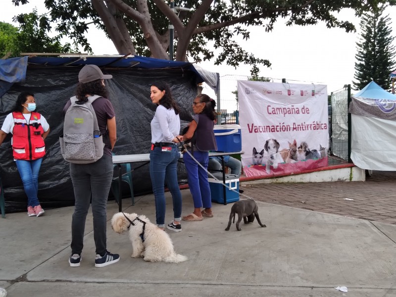 Realizan jornada de vacunación antirrábica y esterilizaciones