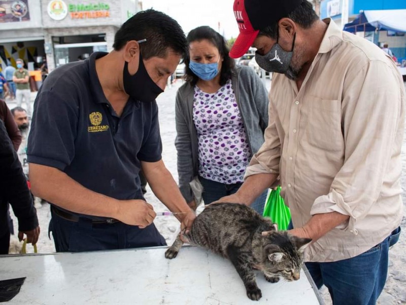 Realizan jornadas de vacunación antirrábica para perros y gatos
