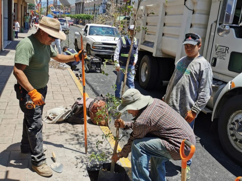 Realizan labores de reforestación en avenida 5 de mayo