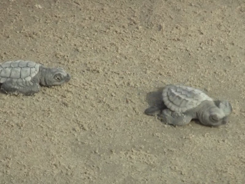 Realizan liberación de tortugas en playas de Tuxpan