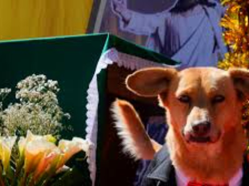 Realizan misa en San Roque en honor a animales de compañía