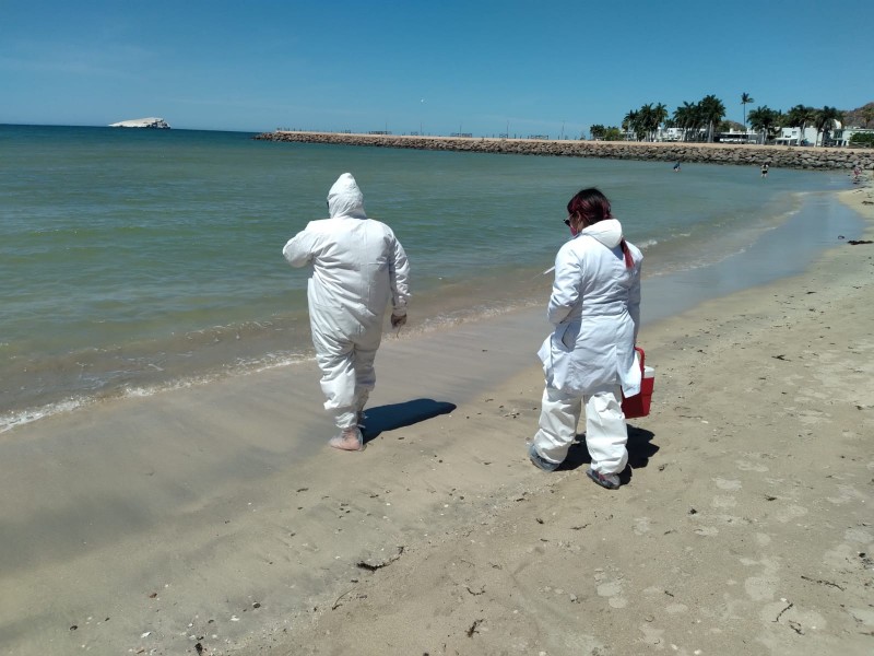 Realizan muestreo en Playa Miramar