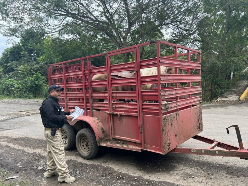 Realizan operativo contra el abigeato en Tantoyuca y en Chontla