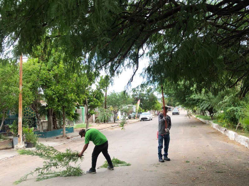 Realizan poda de árboles en áreas públicas de la ciudad