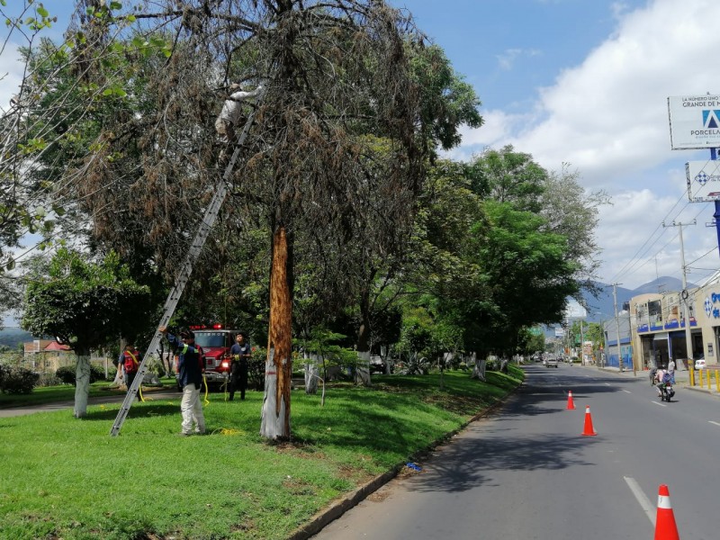 Realizan poda de árboles en espacio públicos de Jacona