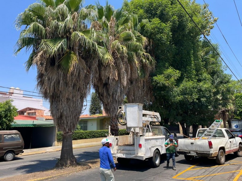 Realizan poda de árboles en zonas de riesgo por lluvias 