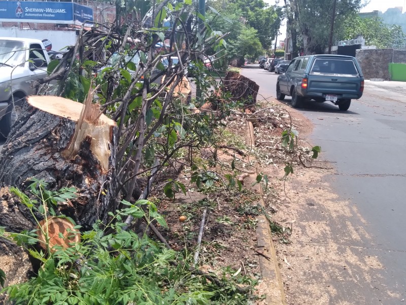 Realizan poda de árboles que están riesgo de colapsar 