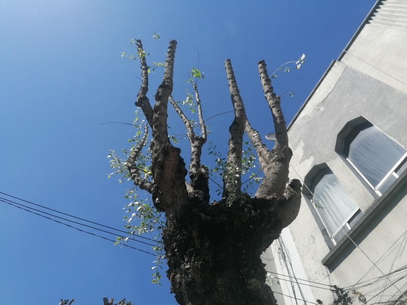 Realizan poda excesiva árboles del centro de Toluca