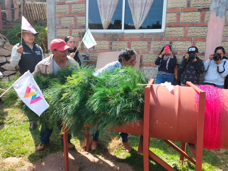 Realizan primer corte de árboles de navidad en Edomex