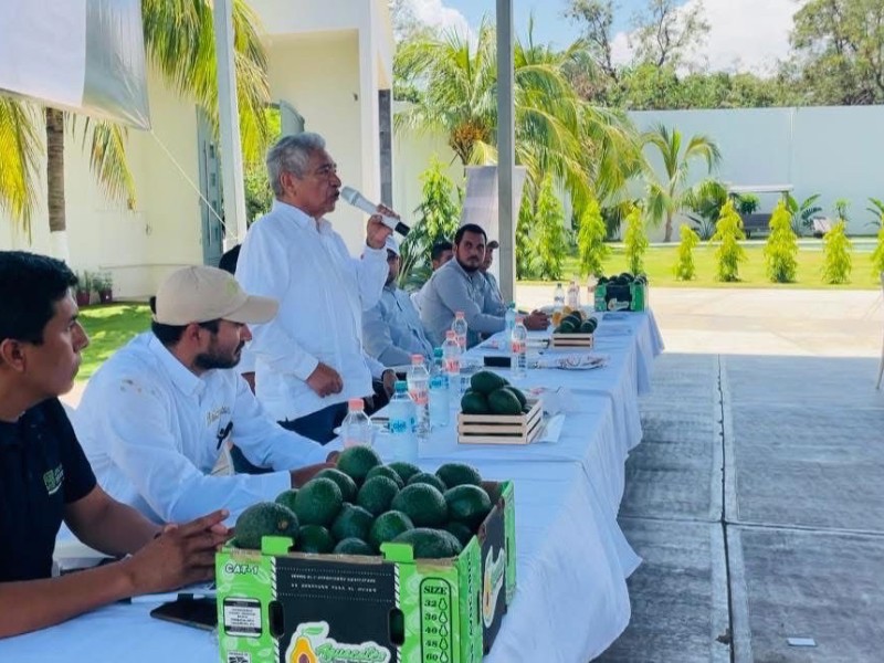 Realizan primer encuentro de aguacateros en Costa Grande