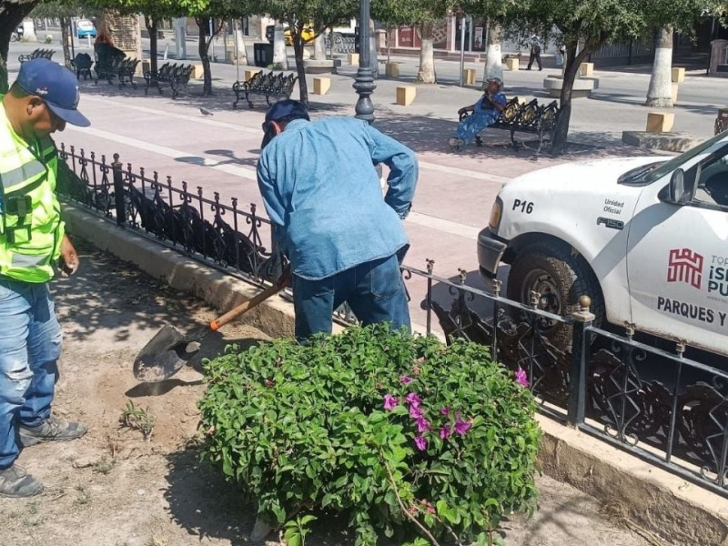 Realizan reforestación en la Plaza de Armas de Torreón