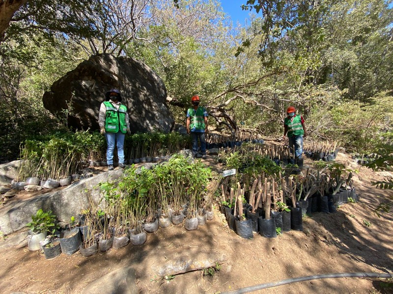 Realizan reforestación en la Reserva Ecológica Tecuani Piedra Cuachi